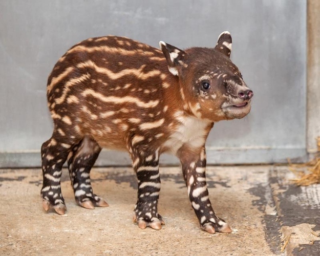 バクの赤ちゃんがマジで可愛すぎる写真12枚 オモシロ画像の集積