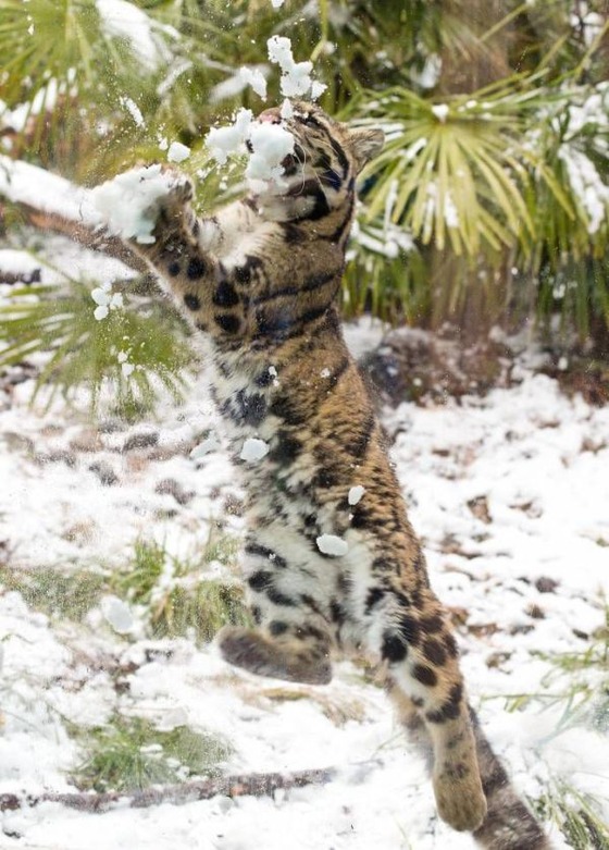 雪と戯れるヒョウの写真