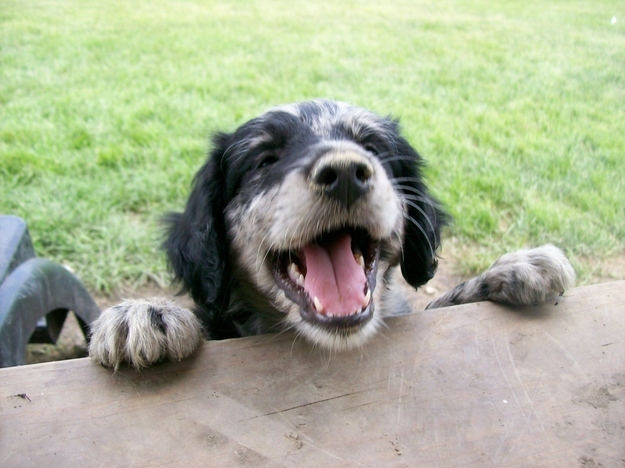 幸せそうな犬の笑顔