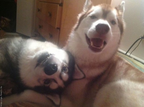 表情豊かすぎるハスキー、マラミュート犬の無敵な表情・ポーズ画像