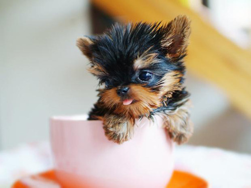 カップに収まるほど小さい犬が可愛い写真