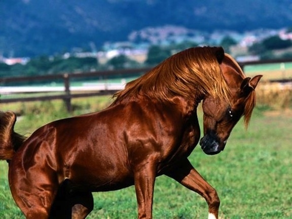 お前らよりもサラサラヘアの馬の写真