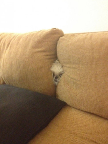 犬さんは、隠れるのが苦手！！と実感する写真