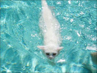 猫は実は泳げる事が判明した写真