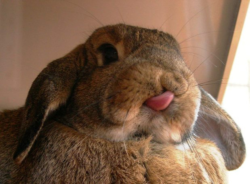 舌を出したウサギの破壊力がヤバイ写真