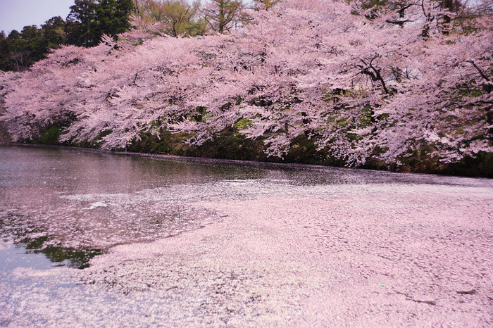 世界に咲く桜 