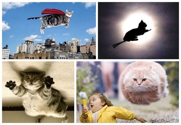 空中を飛行する可愛い猫たちの写真