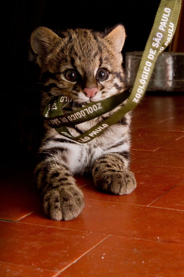 南米のジャガーネコがかわいい写真