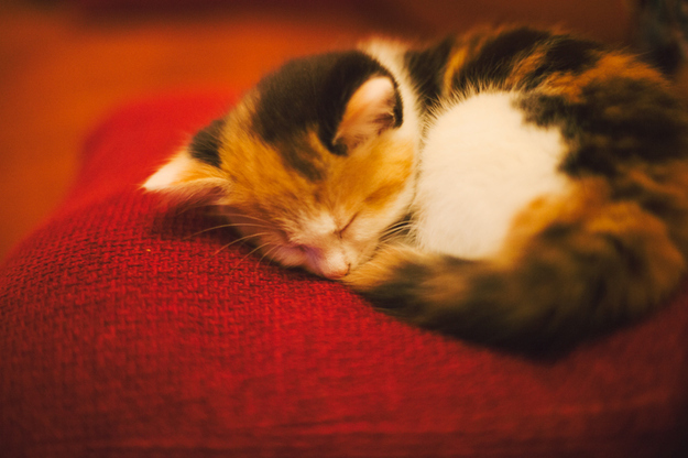 見るとやる気がなくなっていく眠る猫の画像