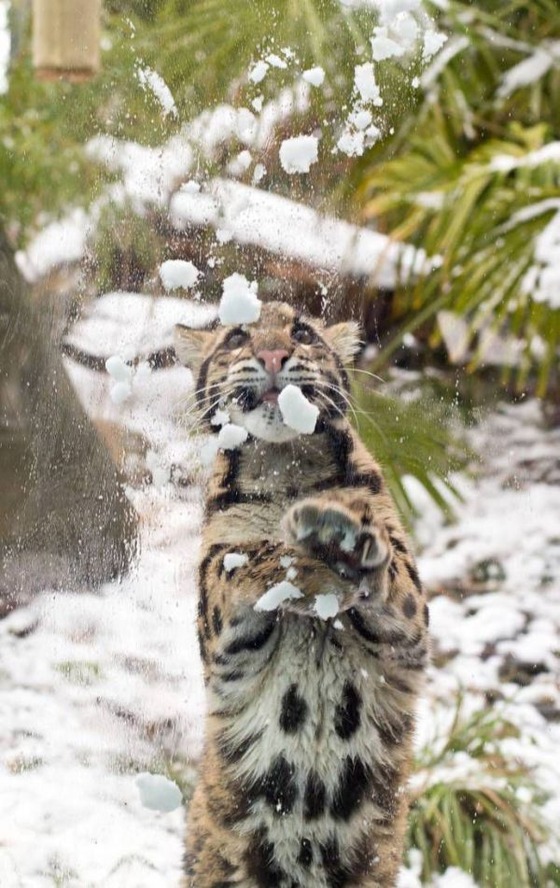 雪と戯れるヒョウの写真
