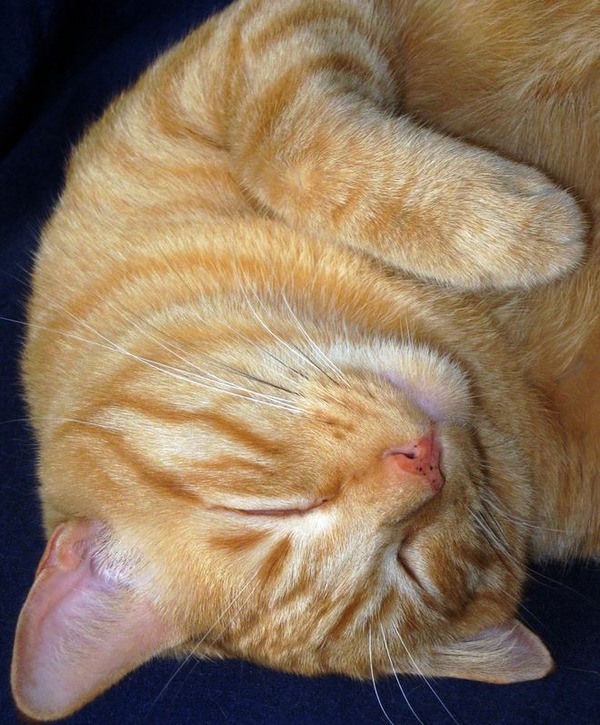 猫の寝顔がどうしてこんなに可愛いのかと思える写真
