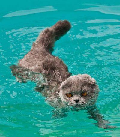 猫は実は泳げる事が判明した写真