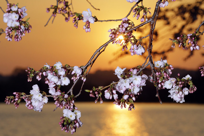 世界に咲く桜 