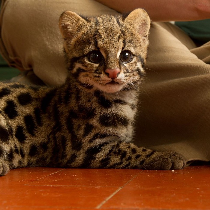 南米のジャガーネコがかわいい写真