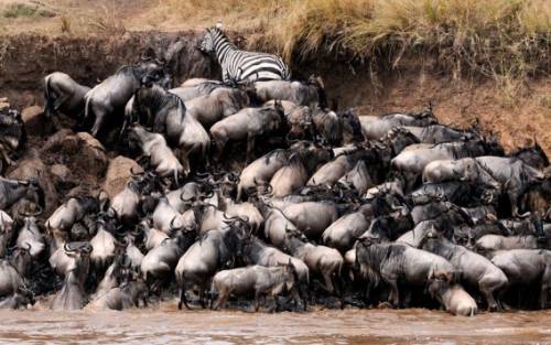 アフリカの大自然でヌーとシマウマが一緒に危険な川を渡る