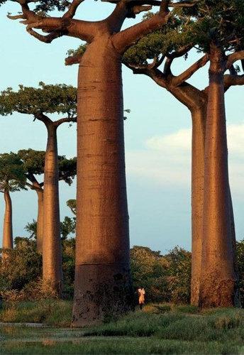 「バオバブの木」は、自然の生み出した不思議だと思える写真