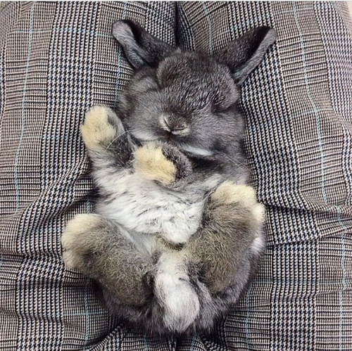寝るウサギの可愛すぎる写真
