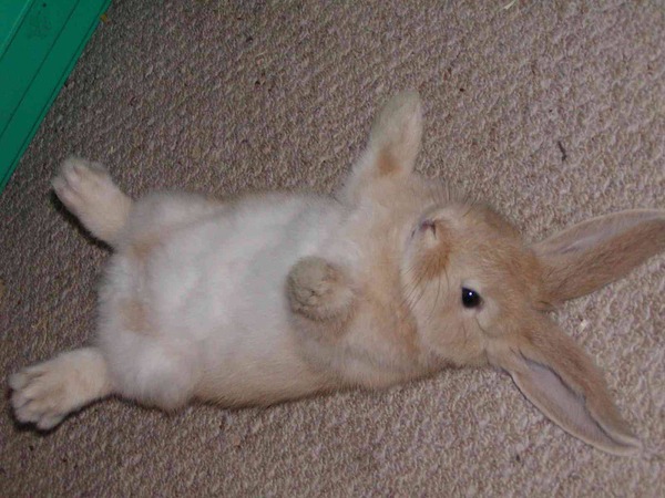 本当に可愛すぎるウサギさんの写真