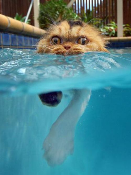猫は水が苦手は嘘？？水泳を楽しんでいるかもしれない可愛い猫達の写真