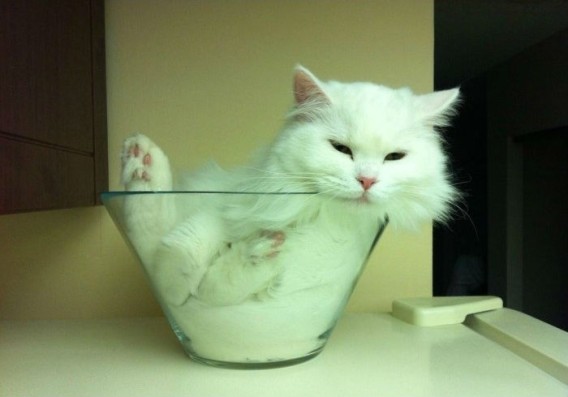 あらゆる容器に流れ込む猫技「液体流動の術」の写真