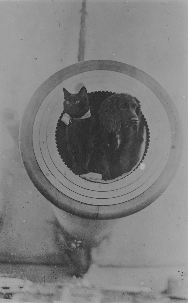 軍艦に乗る猫の歴史的写真