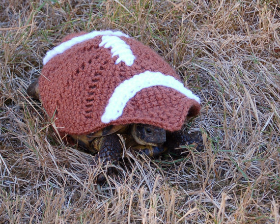 寒くなってきたから亀にセーターを着せてみた写真