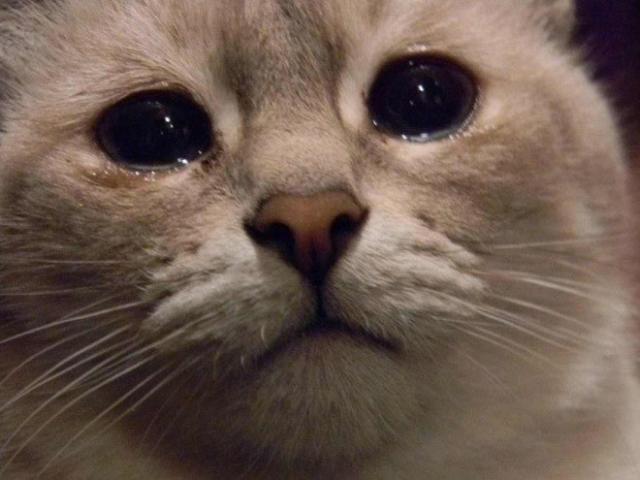 悲しい顔をした猫たちの写真