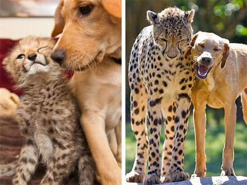 動物たちの赤ちゃん時代と今を比較した写真いろいろ