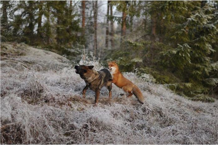 キツネと遊び友達の猟犬が仲良しの写真