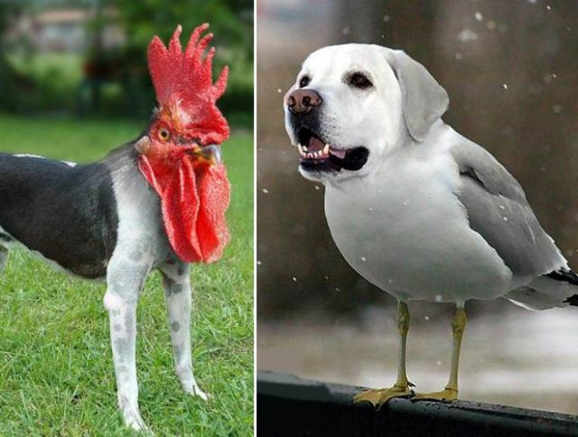 犬と鳥を混ぜるとコレジャナイ感が半端ないことが判明した写真