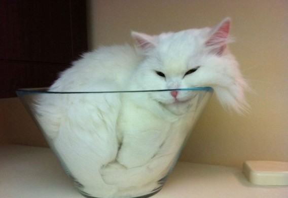 あらゆる容器に流れ込む猫技「液体流動の術」の写真