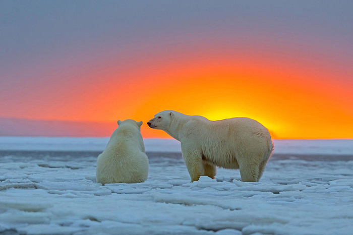 ホッキョクグマとアラスカの壮大な夕日が美しい写真