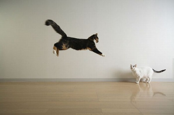 空中を飛行する猫たちの可愛い写真