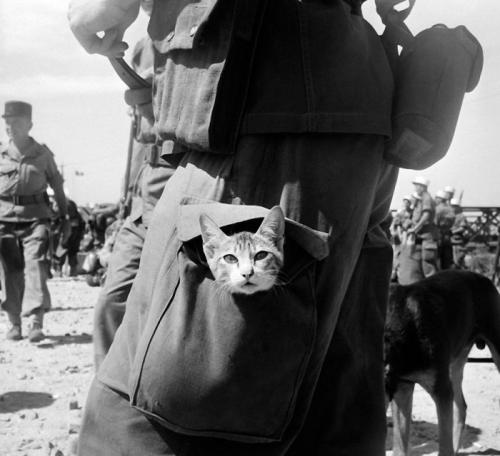「戦争と猫」の画像