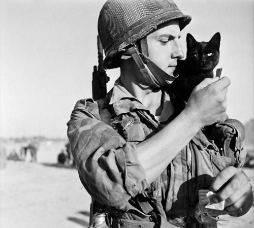 「戦争と猫」の画像