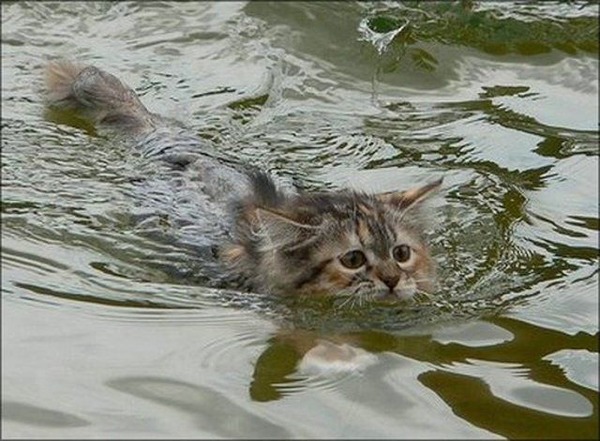 猫は水が苦手は嘘？？水泳を楽しんでいるかもしれない可愛い猫達の写真
