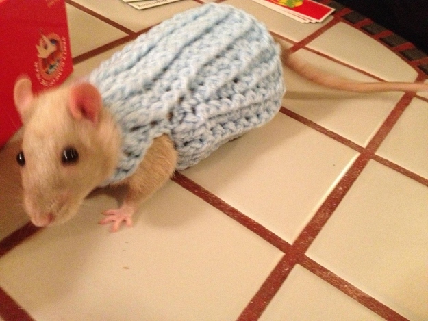 セーター着た暖かそうな動物画像