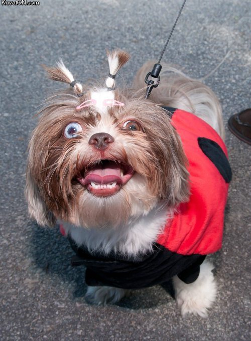 ものすごくだらしない犬の表情の写真