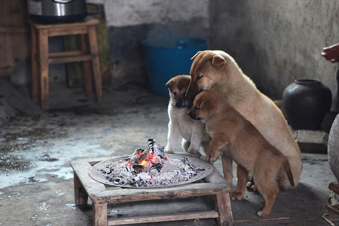 炭火で暖を取る子犬たちの可愛い写真