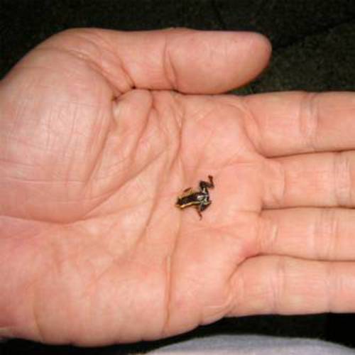 世界最小の脊椎動物！体長わずか7.7ミリのちっちゃいカエルPaedophryne amauensisの写真