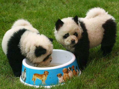 「パンダになりたかった犬たち」の写真