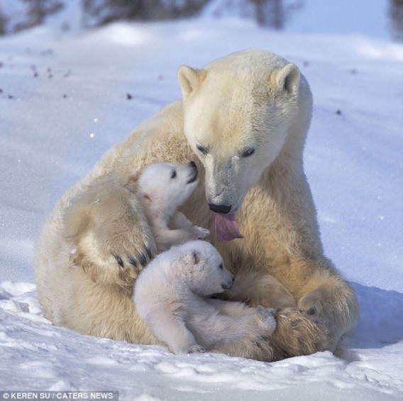 白熊の赤ちゃん