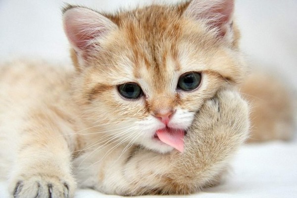 あまりの可愛さに驚くかわいい子猫の画像
