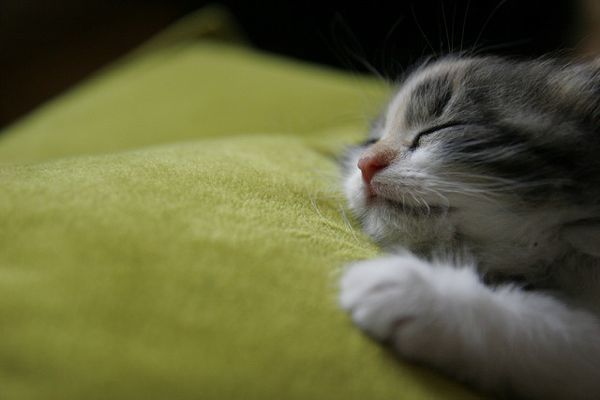 猫が寝ている姿が本当に可愛らしい写真