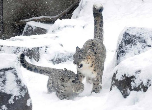 寒さも平気だよ！雪で遊ぶ可愛い動物たちの画像