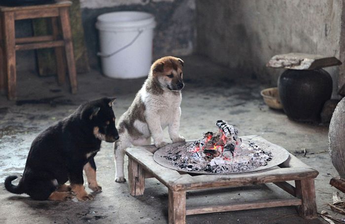 炭火で暖を取る子犬たちの可愛い写真