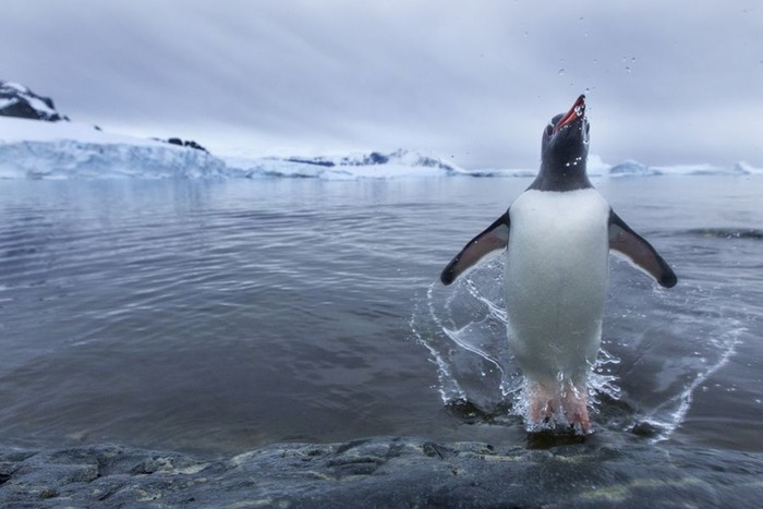 涼しそうなペンギン画像 