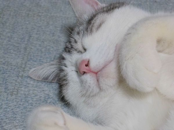 猫が寝ている姿が本当に可愛らしい写真
