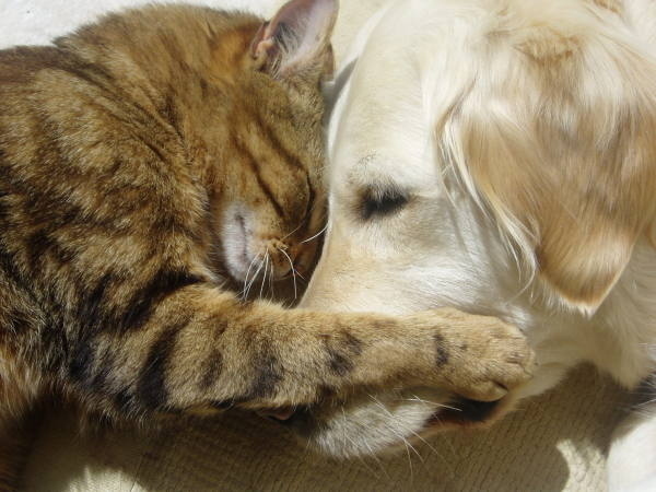犬と猫が仲良しの可愛い写真