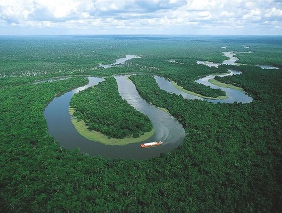 アマゾンの森がマジで凄すぎた写真